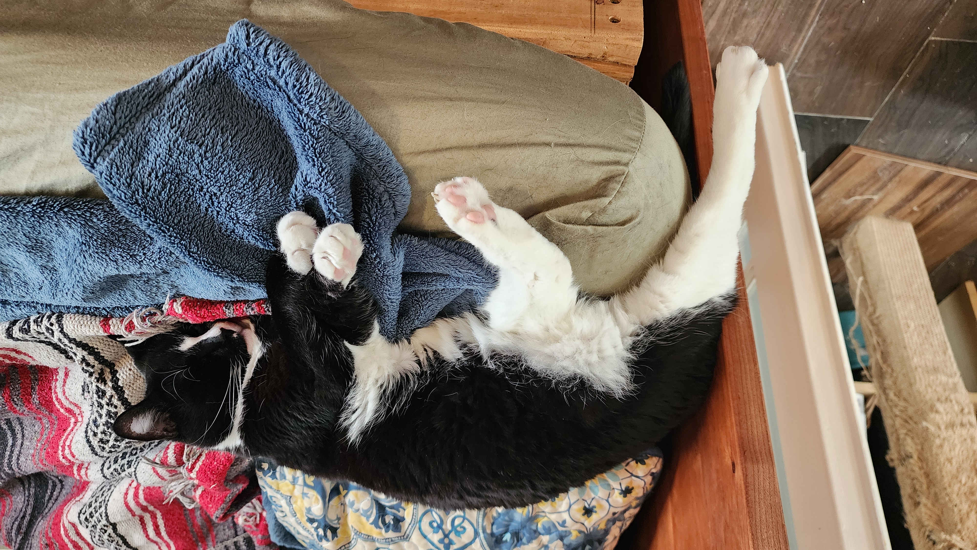 Carl laying on the edge of a bed