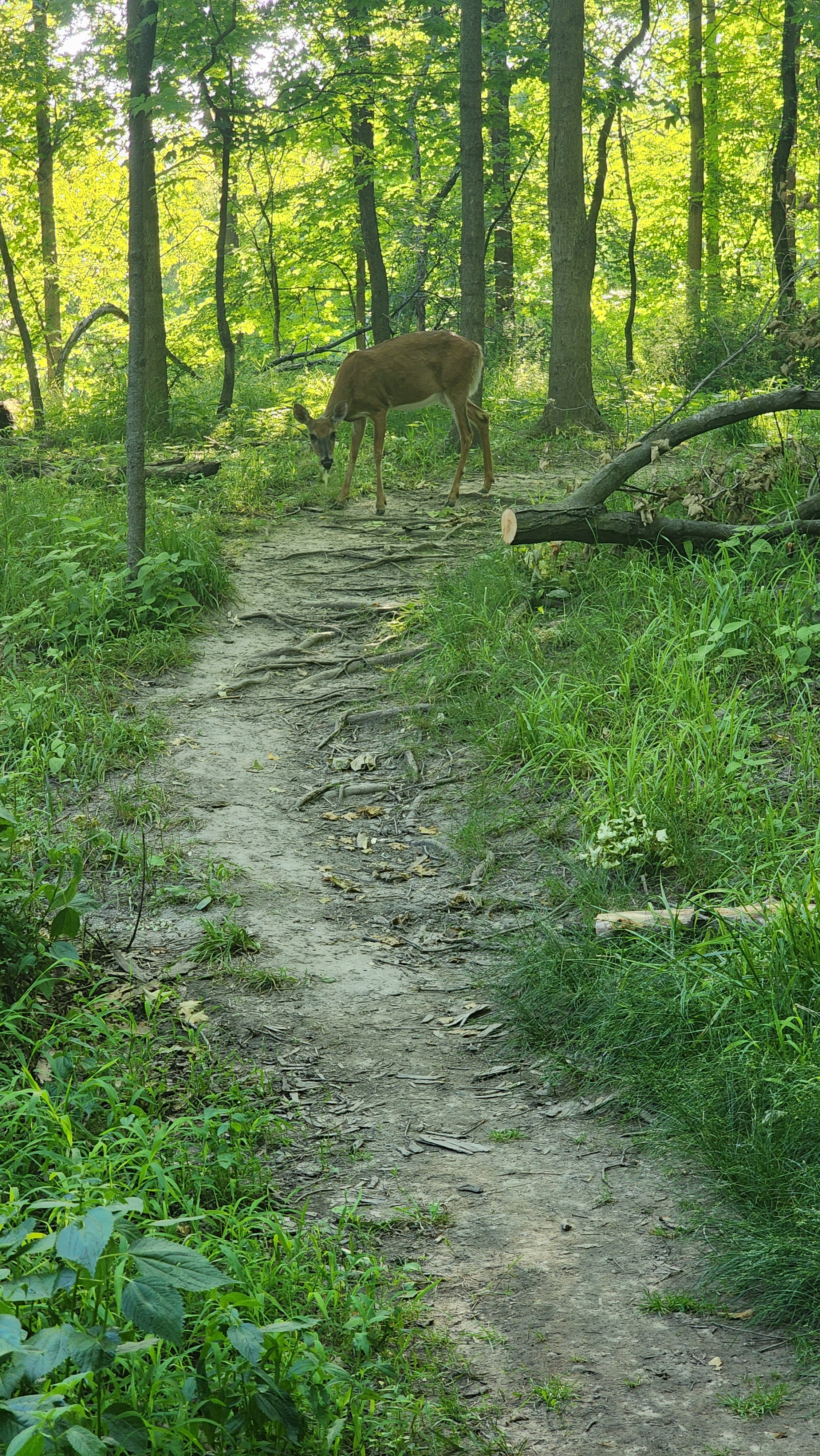 Schiller Woods South - Oh dear!