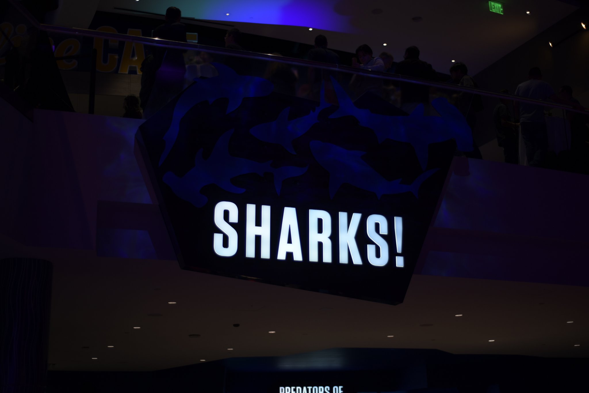 SHARKS!