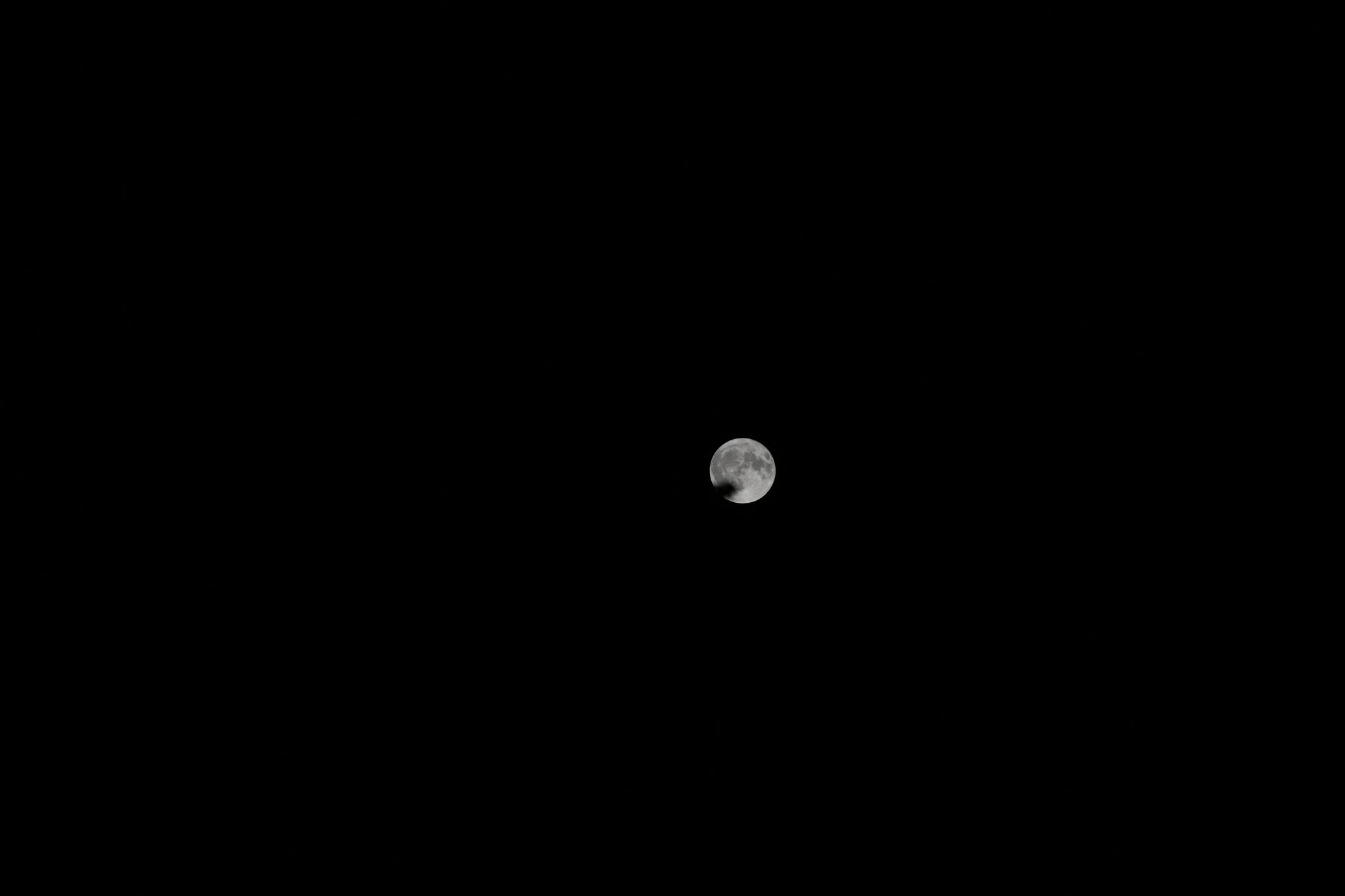 Attempting a moody shot with the big lens